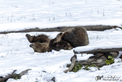 Snows Cub Playing May 2025